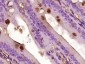 CCL26 Rabbit pAb